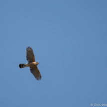 Sharp-shinned Hawk In Flight-01