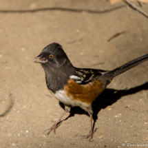 Spotted Towhee-Female-01