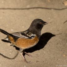 Spotted Towhee-Female-02