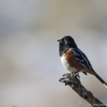 Spotted Towhee-Male-08