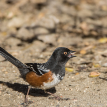 Spotted Towhee-Male-09