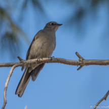 Townsend's Solitaire-10