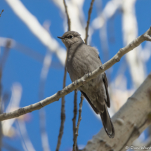 Townsend's Solitaire-15