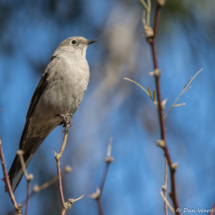 Townsend's Solitaire-22