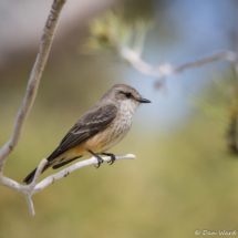 Vermilion Flycatcher-Female-03