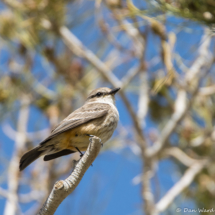 Vermilion Flycatcher-Female-05