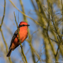 Vermilion Flycatcher-Male-08