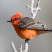 Vermilion Flycatcher-Male-09