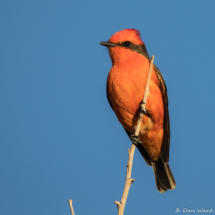 Vermilion Flycatcher-Male-10