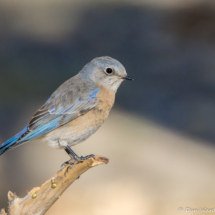 Western Bluebird-Female-01