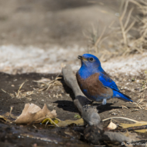 Western Bluebird-Male-03