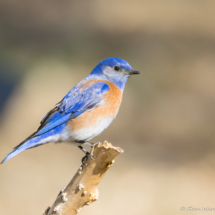 Western Bluebird-Male-10