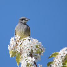 Western Kingbird-02