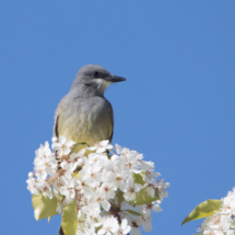 Western Kingbird-03