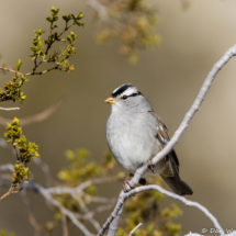 White-crowned Sparrow-01