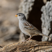 White-crowned Sparrow-02