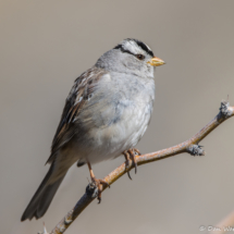White-crowned Sparrow-09