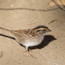 White-throated Sparrow-01