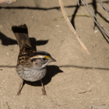 White-throated Sparrow-03