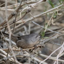 Wrentit-15