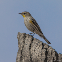 Yellow-rumped Warbler-09