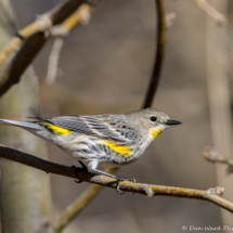 Yellow-rumped Warbler-20