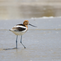 American Avocet-01