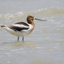 American Avocet-02