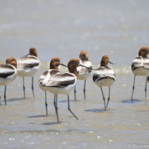 American Avocets-01