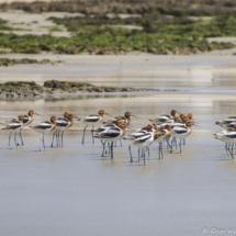 American Avocets-03