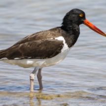 American Oystercatcher-02