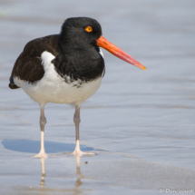 American Oystercatcher-04