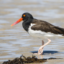 American Oystercatcher-06