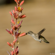 Anna's Hummingbird-01 (2)