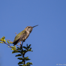 Anna's Hummingbird-01