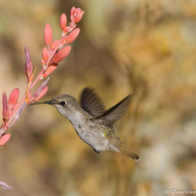 Anna's Hummingbird-03