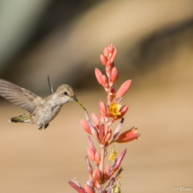 Anna's Hummingbird-04