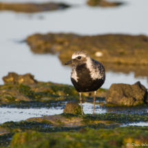 Black-bellied Plover-01