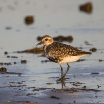 Black-bellied Plover-06