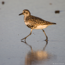 Black-bellied Plover-07