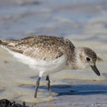 Black-bellied Plover-08