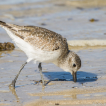 Black-bellied Plover-09