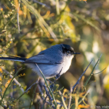 Black-tailed Gnatcatcher-02