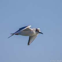 Bonapart's Gull in Flight-02