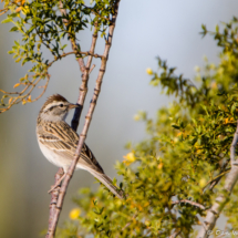 Brewer's Sparrow-01