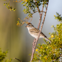 Brewer's Sparrow-02