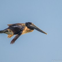 Brown Pelican in Flight-01