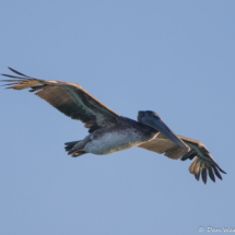 Brown Pelican in Flight-02