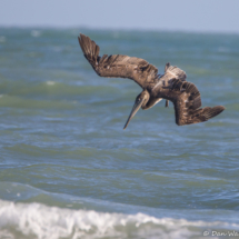 Brown Pelican in Flight-05