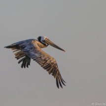 Brown Pelican in Flight-07